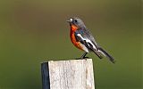 Flame Robin